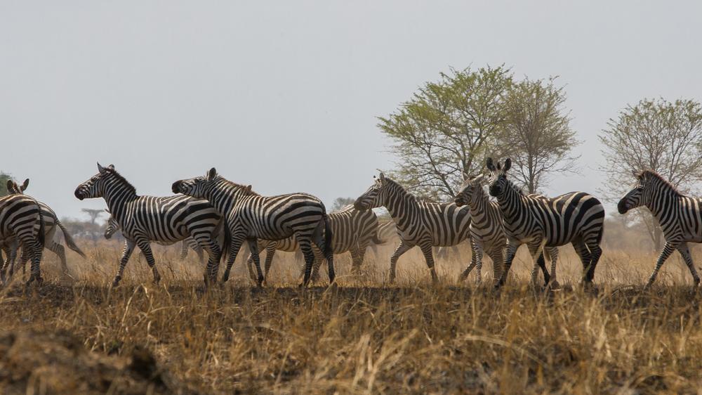 Tanzania - 4-day Serengeti Safari with Kaskaz Mara Camp - Tailored Fly-in