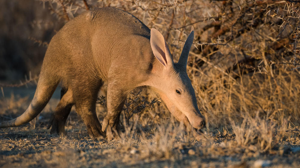 Etosha Mountain Lodge