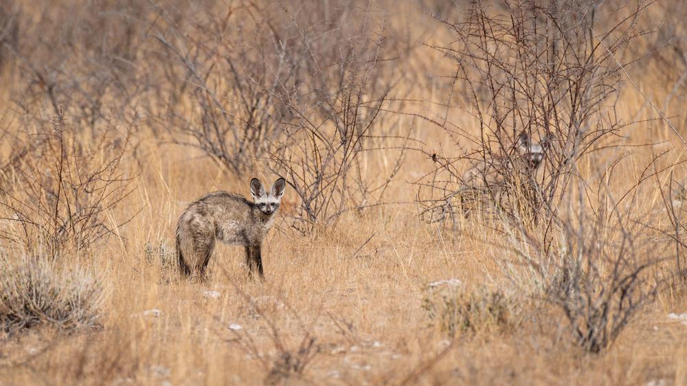 Etosha Mountain Lodge