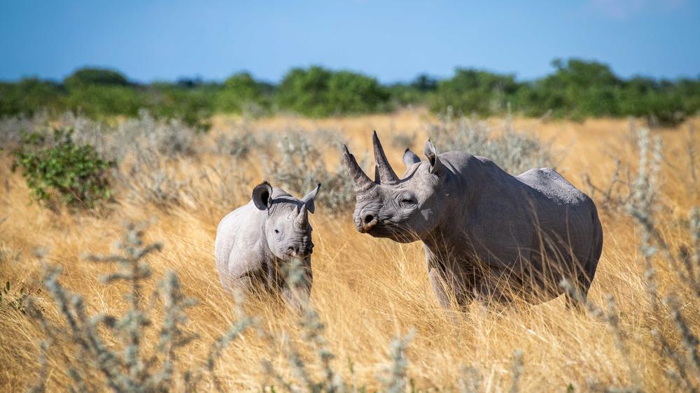 Etosha Mountain Lodge