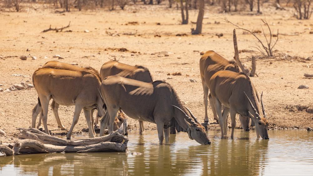Etosha Mountain Lodge