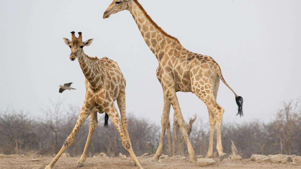 Etosha Mountain Lodge