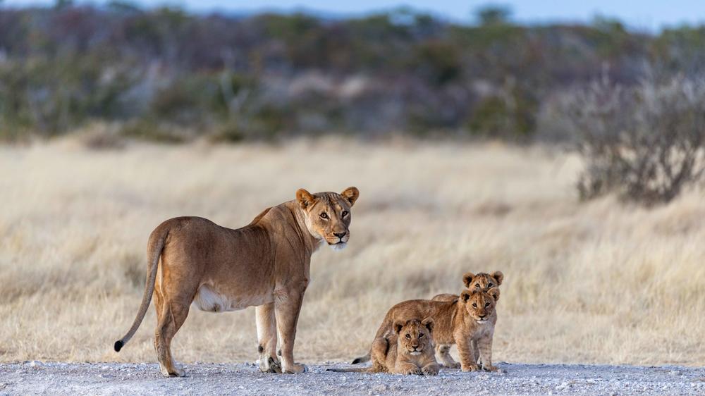 Etosha Mountain Lodge