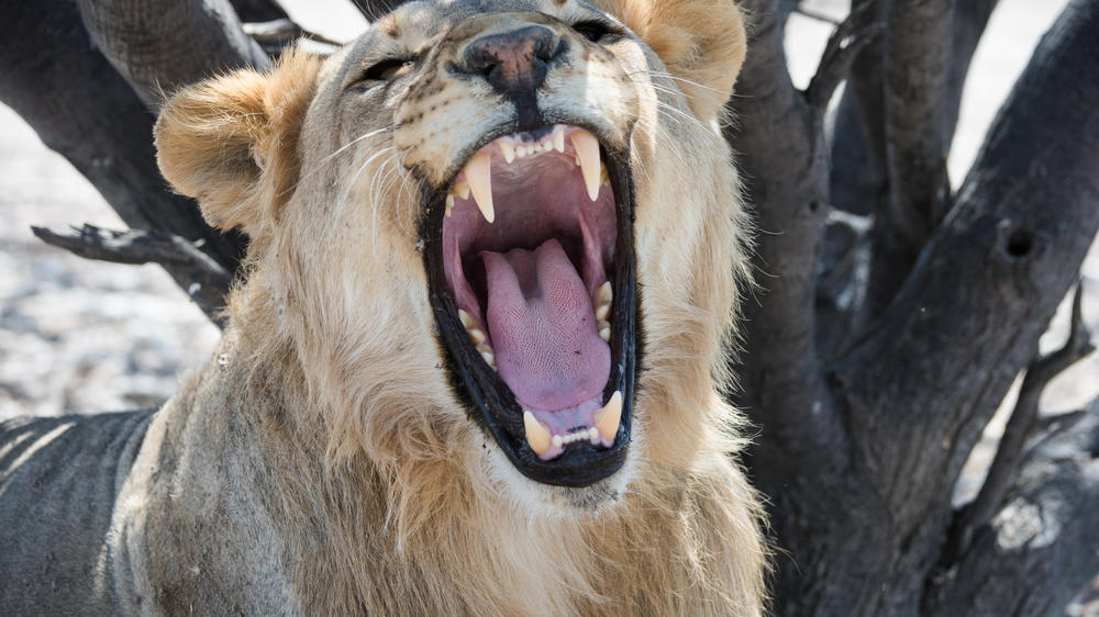 Etosha Mountain Lodge