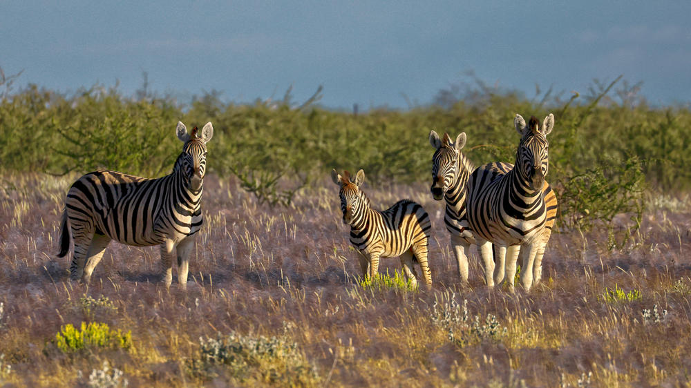 Etosha Mountain Lodge