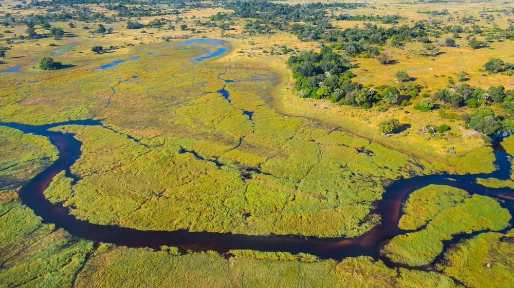 Maun