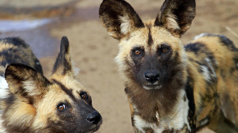 Manyoni Private Game Reserve