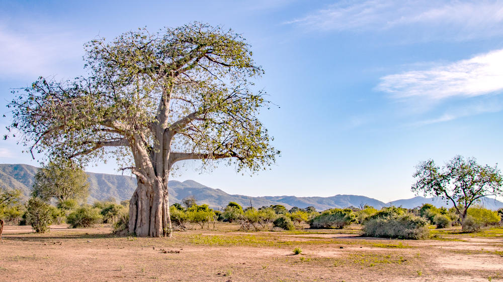 Lower Zambezi