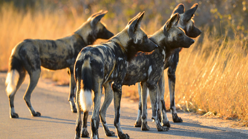 Southern Kruger