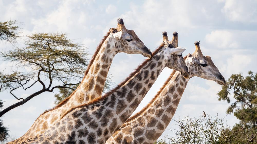 Matetsi Victoria Falls