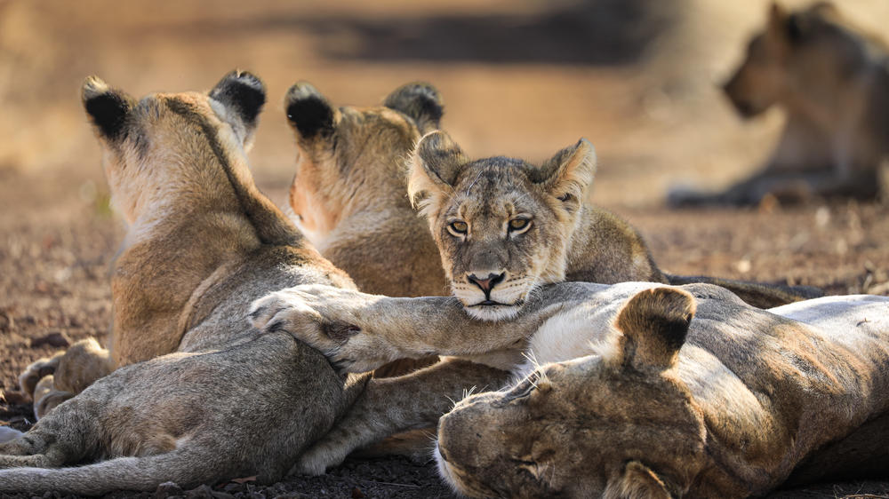 Matetsi Victoria Falls