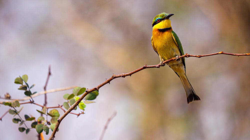 Matetsi Victoria Falls