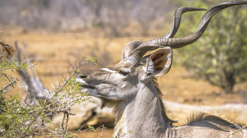 Klaserie Private Game Reserve