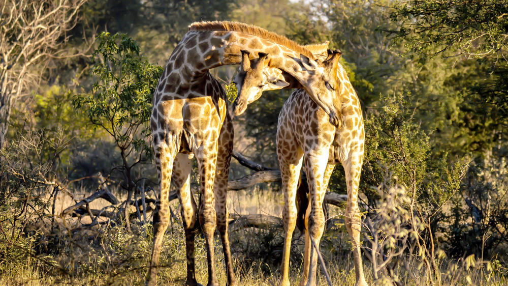 Klaserie Private Game Reserve