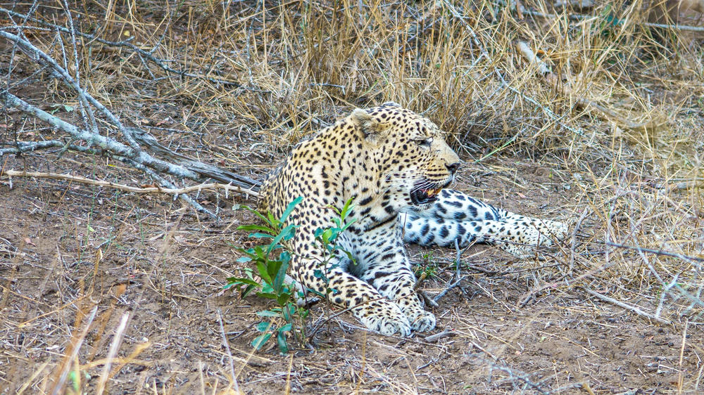 Klaserie Private Game Reserve