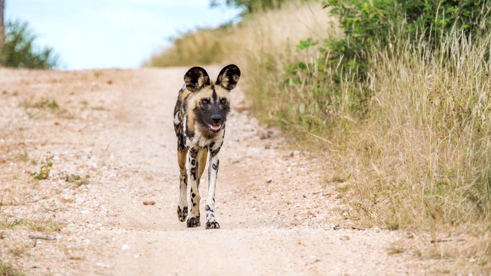 Klaserie Private Game Reserve