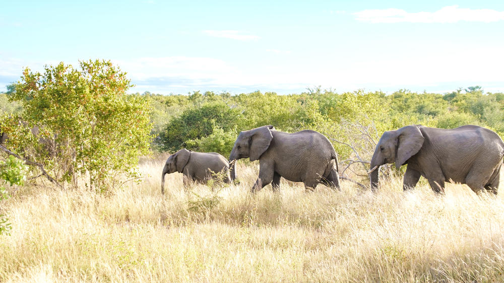 Klaserie Private Game Reserve