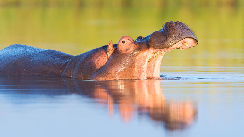 Klaserie Private Game Reserve