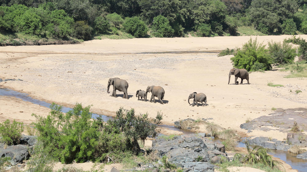 Timbavati Private Nature Reserve