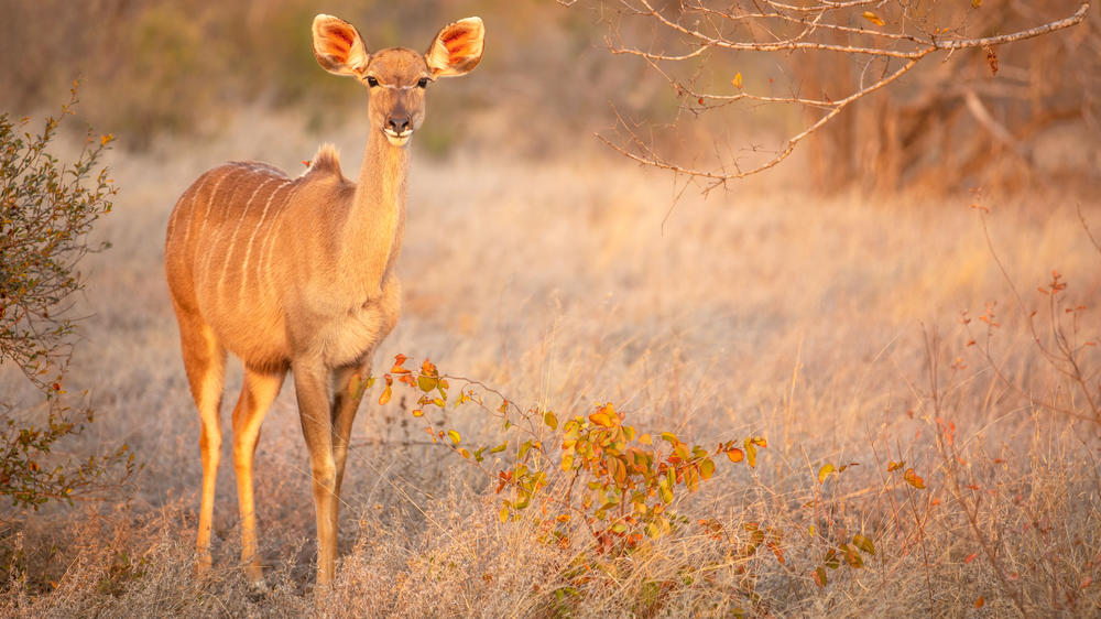 Timbavati Private Nature Reserve