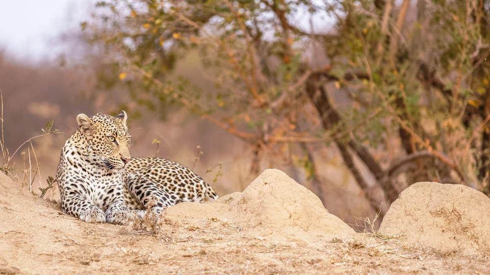 Timbavati Private Nature Reserve