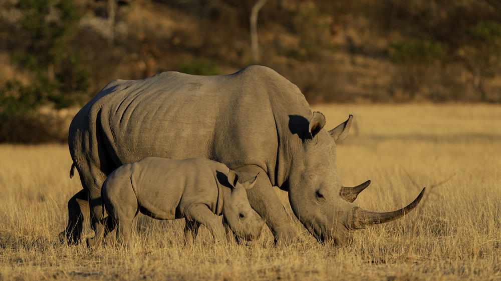 Anderssons At Ongava