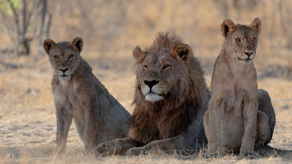Anderssons At Ongava