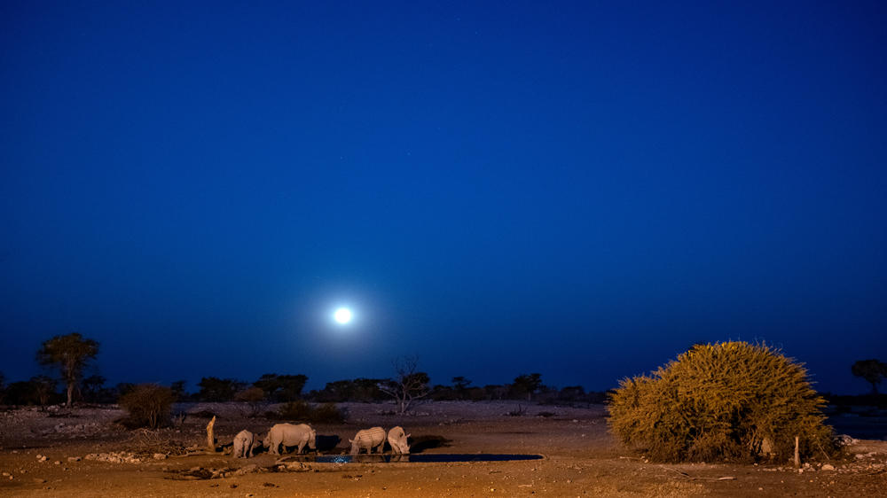 Anderssons At Ongava