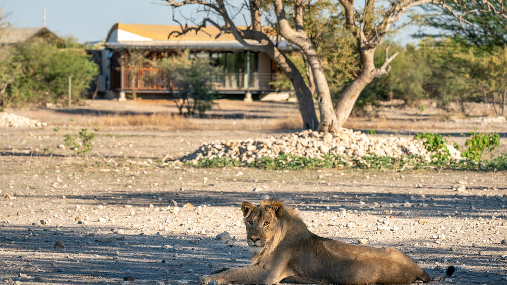 Anderssons At Ongava