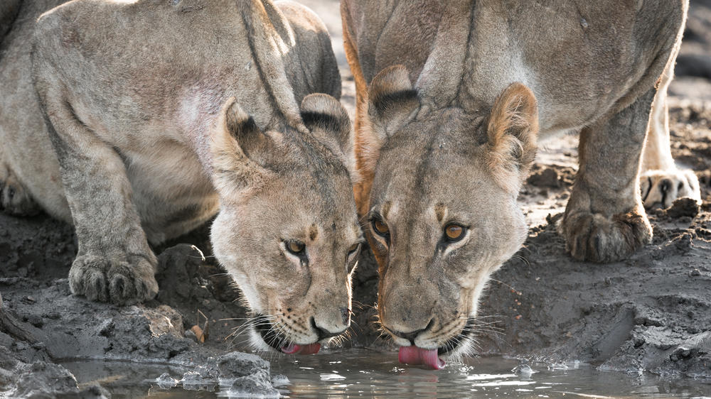 Anderssons At Ongava