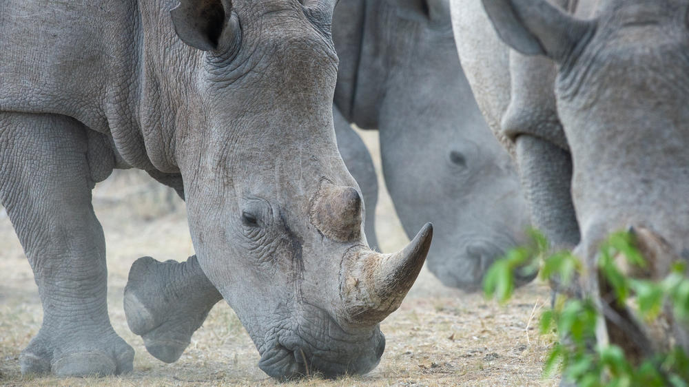 Anderssons At Ongava