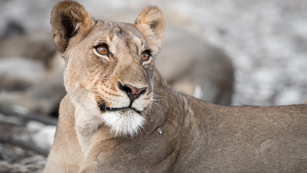 Anderssons At Ongava