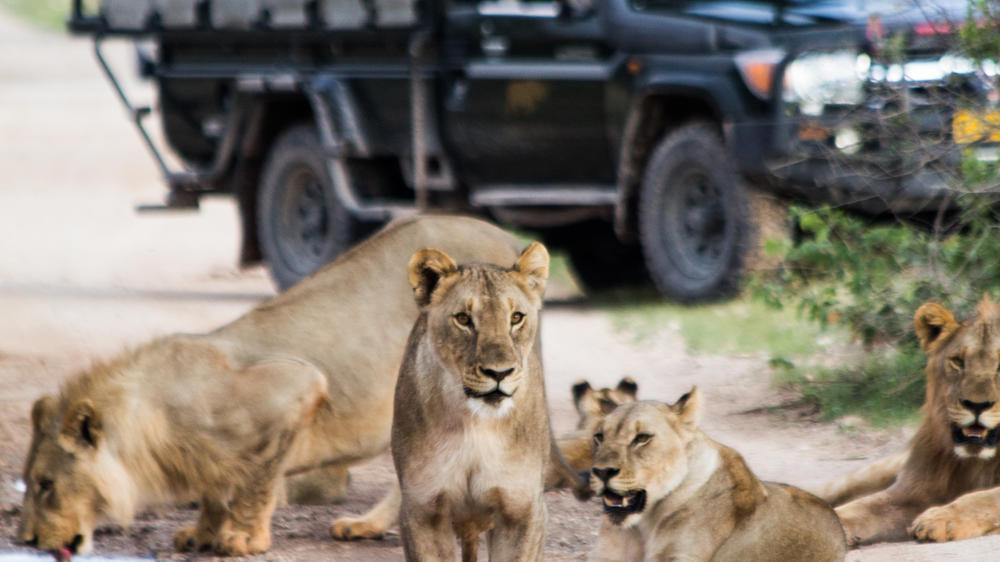 Anderssons At Ongava