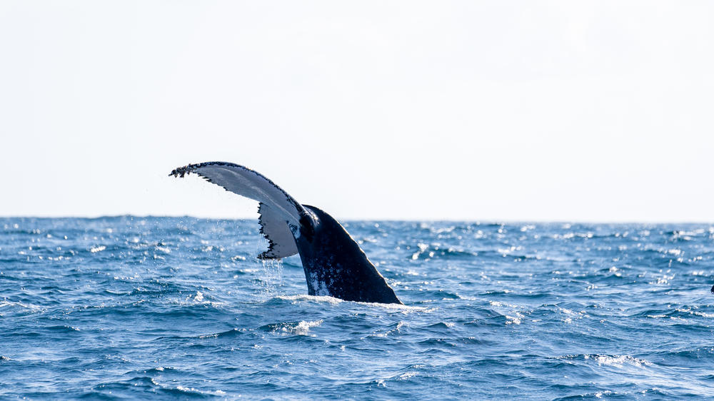 Azura Benguerra Island