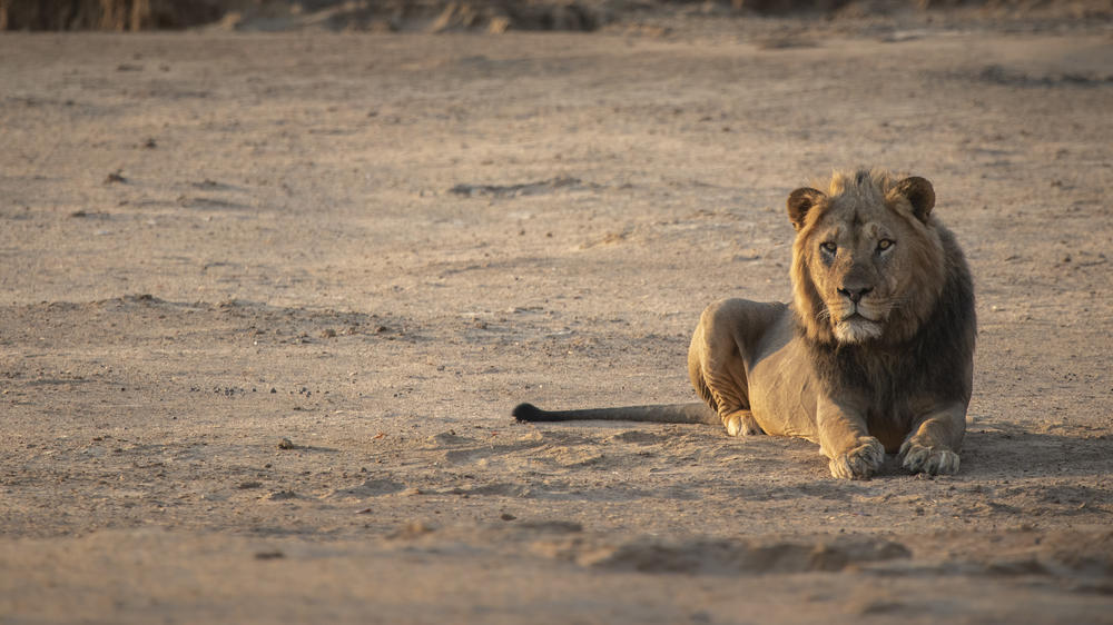 African Bush Camps Somalisa Expeditions