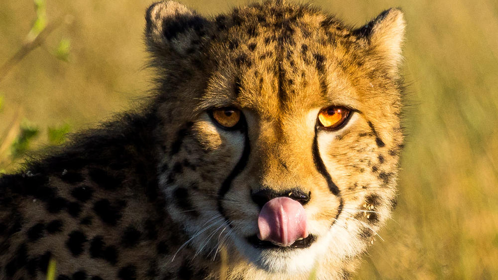 African Bush Camps Somalisa Expeditions