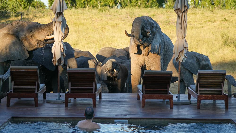 African Bush Camps Somalisa Expeditions