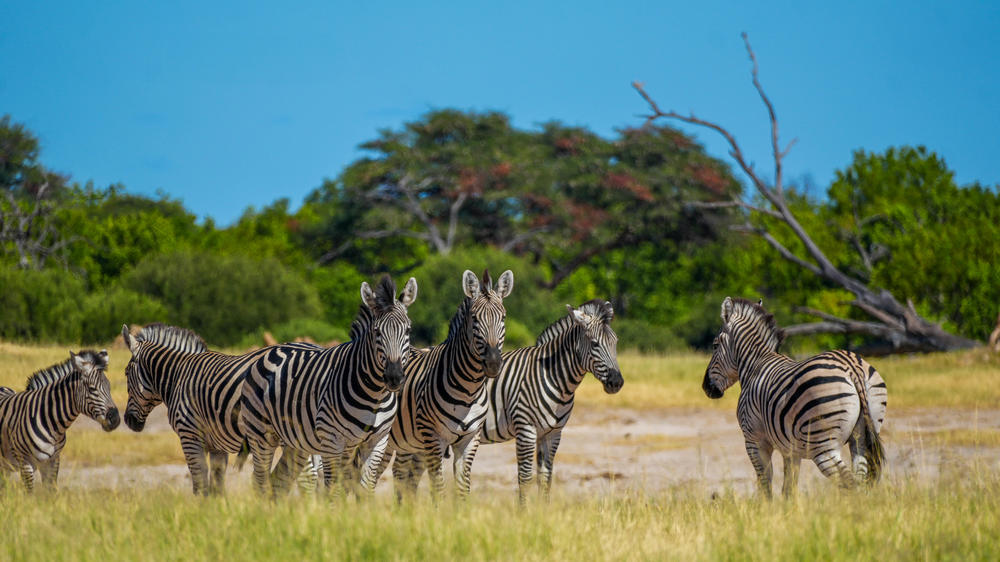 African Bush Camps Somalisa Expeditions