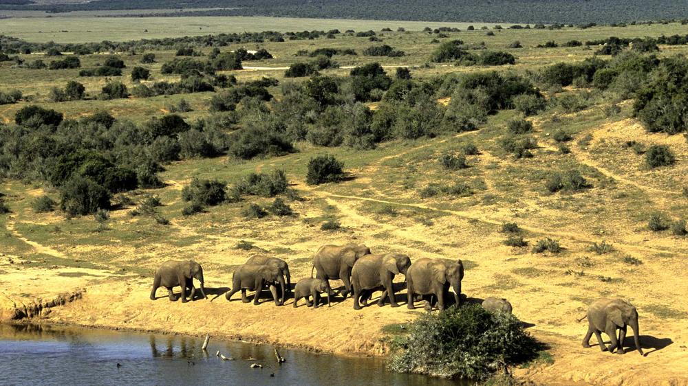 Addo Elephant National Park