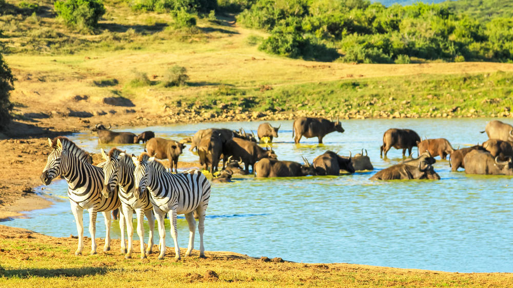Addo Elephant National Park