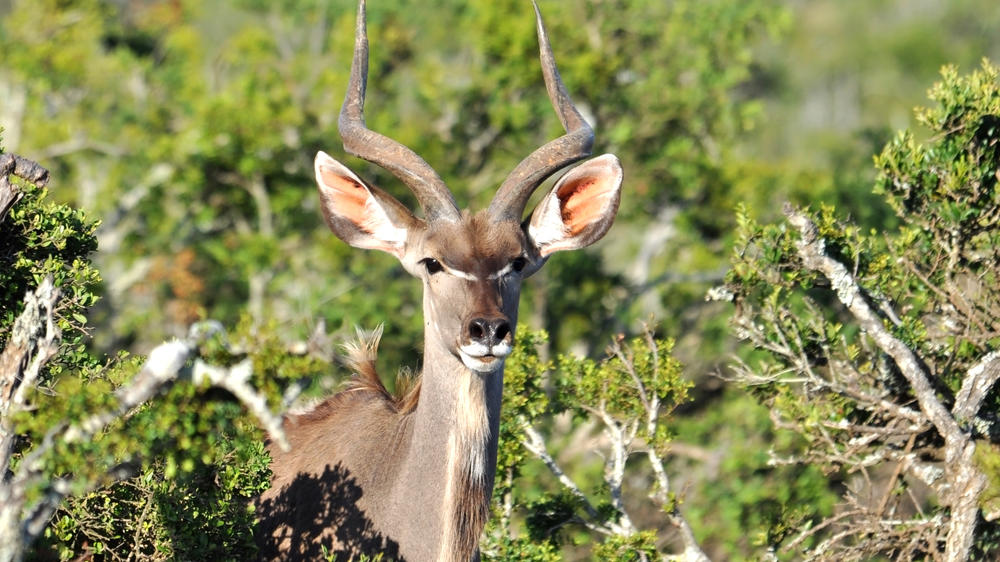 Addo Elephant National Park