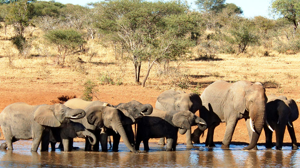 Addo Elephant National Park