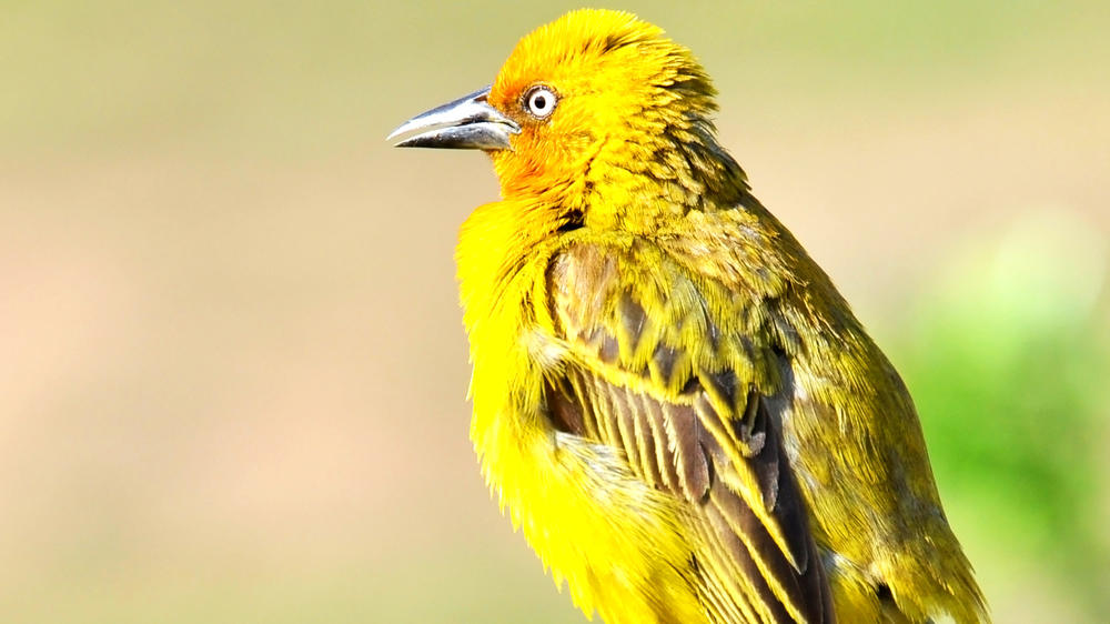 Addo Elephant National Park