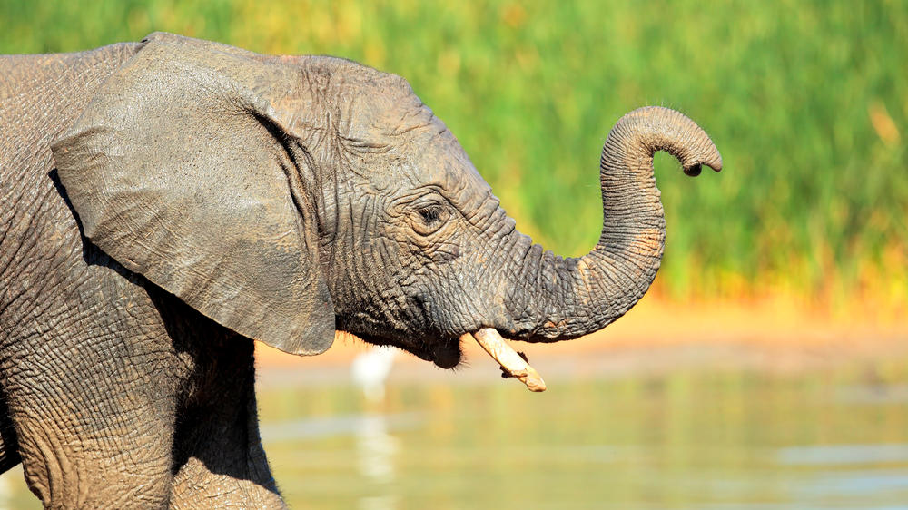 Addo Elephant National Park