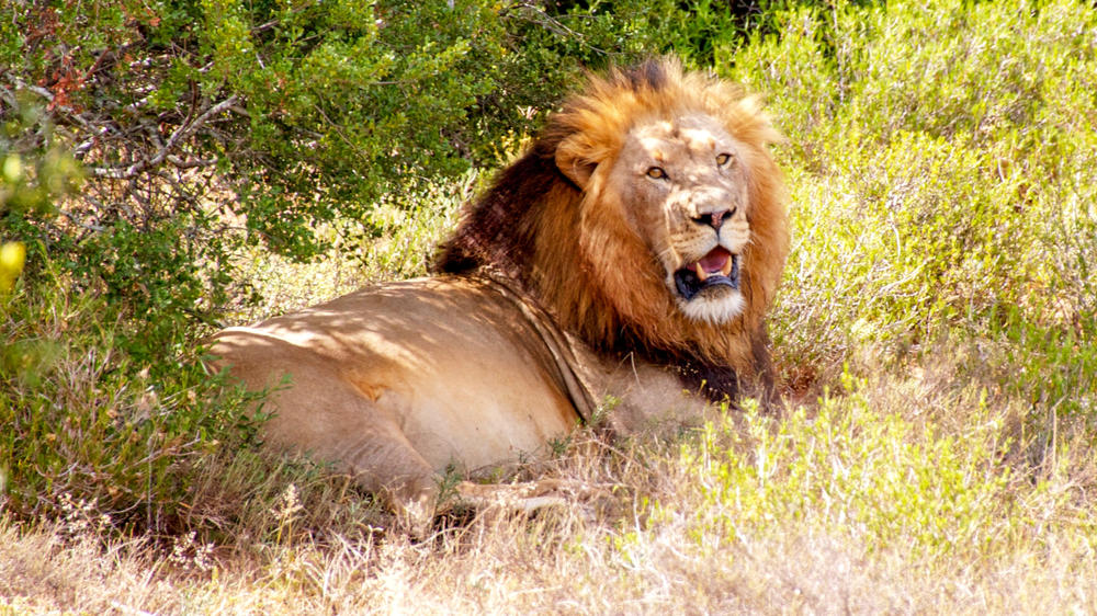 Addo Elephant National Park