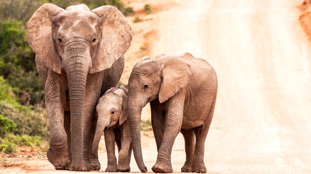 Addo Elephant National Park