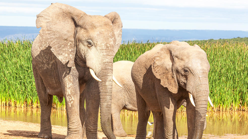 Addo Elephant National Park