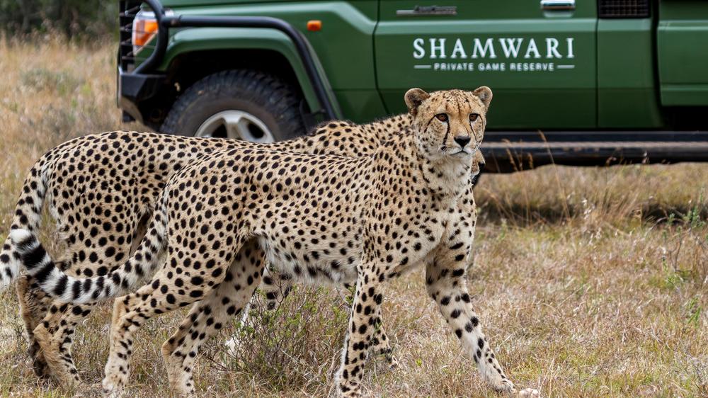 Shamwari Private Game Reserve