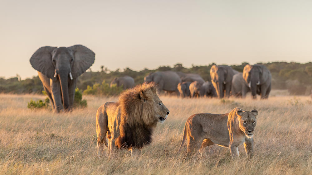 Kariega Game Reserve