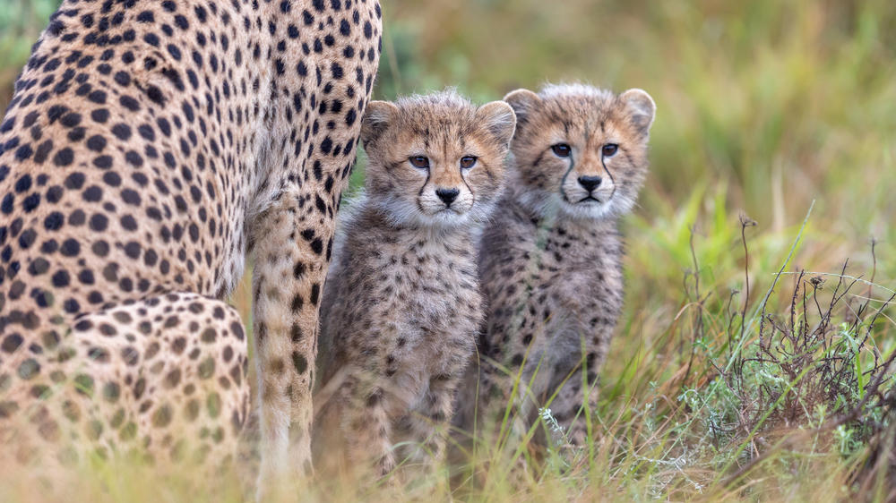 Kariega Game Reserve